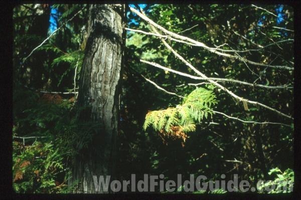 Bark and Trunk<br>(Location of Picture: Washington, USA)