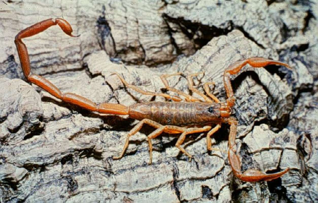 <br>(Origin of the Specimen: Andros Isle)<br>(Origin of the Specimen: Conception Isle)