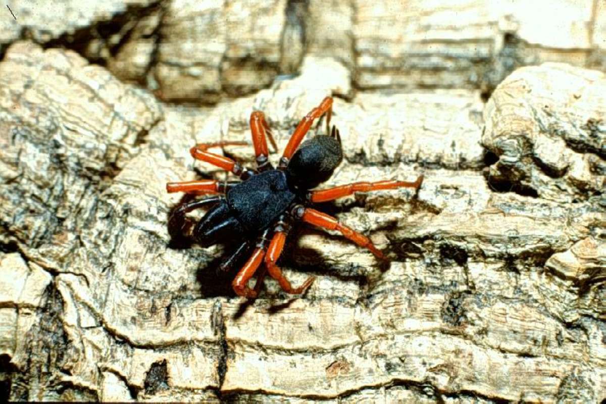 <br>(Origin of the Specimen: Florida, USA)<br>(Origin of the Specimen: Florida, USA)