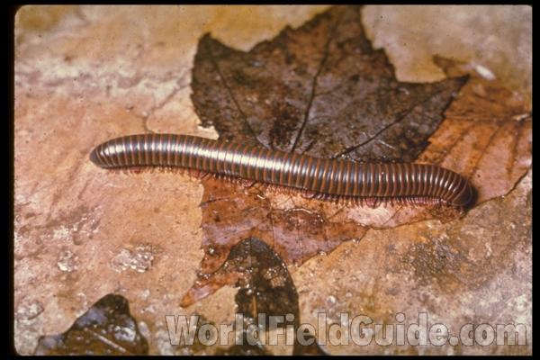 <br>(Origin of the Specimen: Ohio, USA)