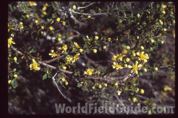 Flowers<br>(Location of Picture: Washington, USA)
