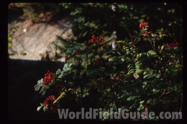 Fruits and Leaves<br>(Location of Picture: Washington, USA)
