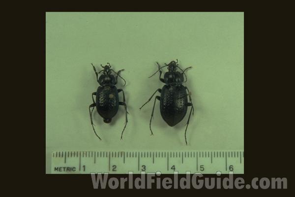 <br>(Origin of the Specimen: Maryland, USA: Allegany Co, Jul '92)<br>(Origin of the Specimen: Illinois, USA (Mason County))