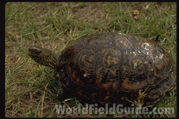 In Habitat<br>(Location of Picture: Nicaragua)