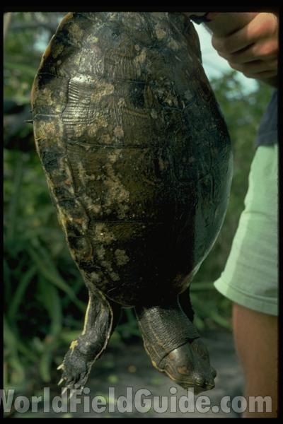 In Hand<br>(Origin of the Specimen: Nicaragua)