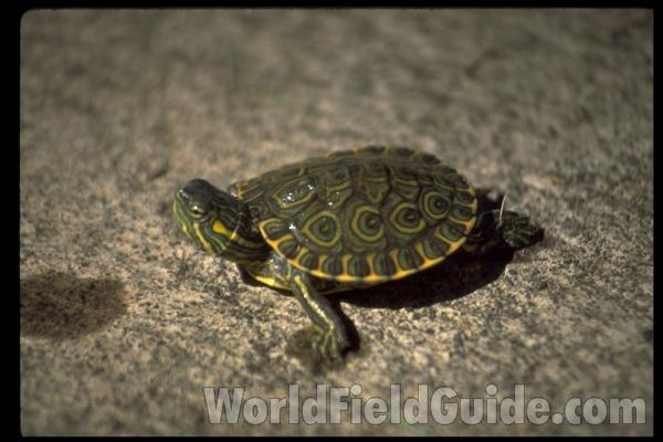 Young<br>(Origin of the Specimen: Nicaragua)