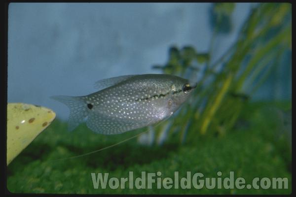 Aquarium View<br>(Location of Picture: Atlanta Aquarium, USA, 2012)<br>(Origin of the Specimen: Pet Trade)