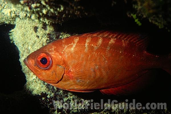 In Habitat<br>(Location of Picture: Corn Island, Nicaragua)<br>(Origin of the Specimen: Nicaragua)
