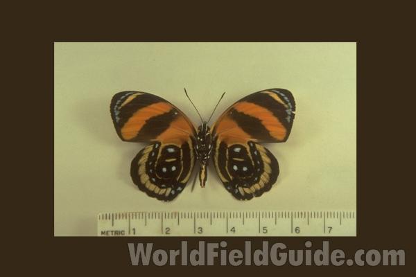 <br>(Origin of the Specimen: Peru)<br>(Origin of the Specimen: Peru)