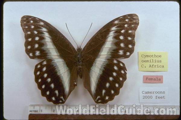 Female - Dorsal<br>(Origin of the Specimen: Cameroons)