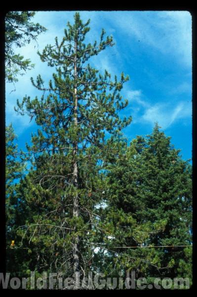Top Of Tree<br>(Location of Picture: Washington, USA)