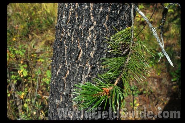 Bark and Needles<br>(Location of Picture: Washington, USA)