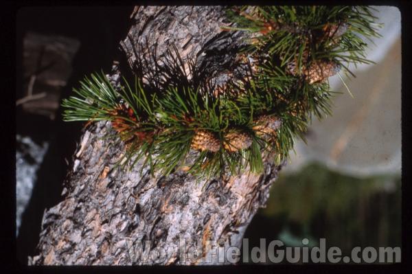 Bark and Cones<br>(Location of Picture: Washington, USA)