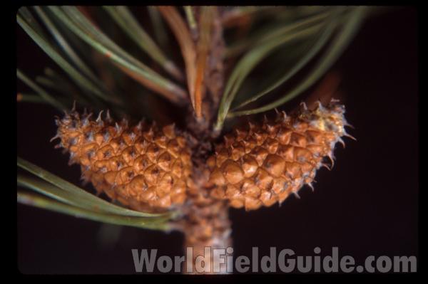 Cones - Close View<br>(Location of Picture: Washington, USA)