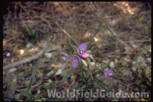 <br>(Location of Picture: Celina, Texas, USA)<br>(Location of Picture: Celina, Texas, USA)