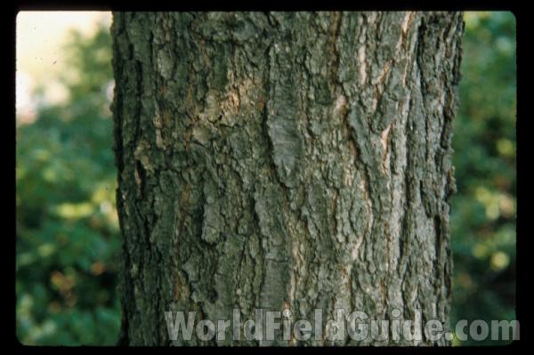 Bark