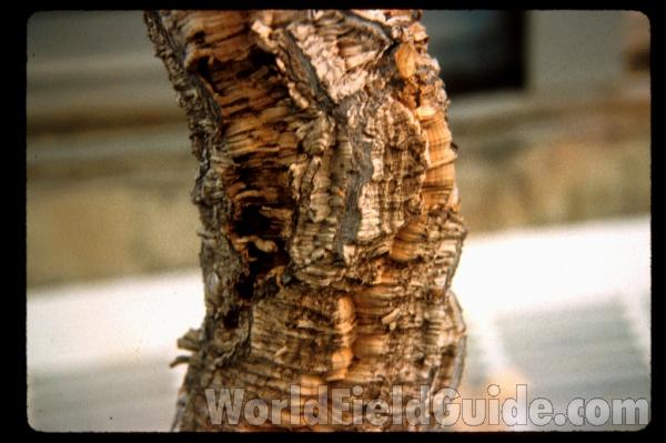 Bark<br>(Location of Picture: Chs, Glencoe, Ill, USA)