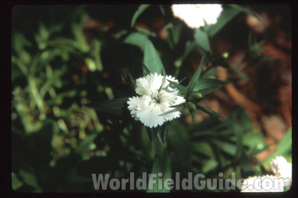 Flower - Angle View<br>(Location of Picture: Okanogan, Washington, USA)