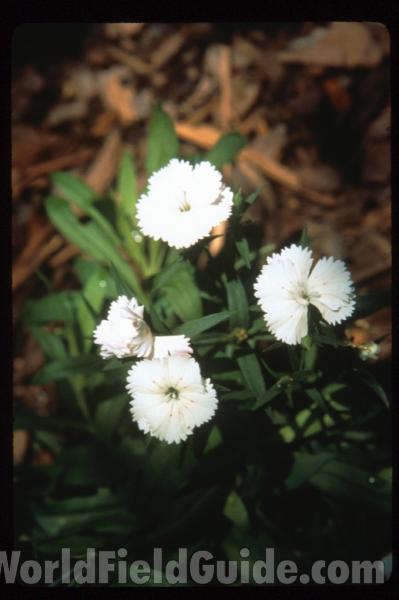 Flower - Side View<br>(Location of Picture: Okanogan, Washington, USA)