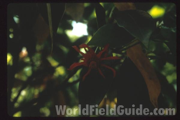 Leaf<br>(Location of Picture: Torreya SP, Forida, March 2014)<br>(Location of Picture: Near Atlanta, Georgia)