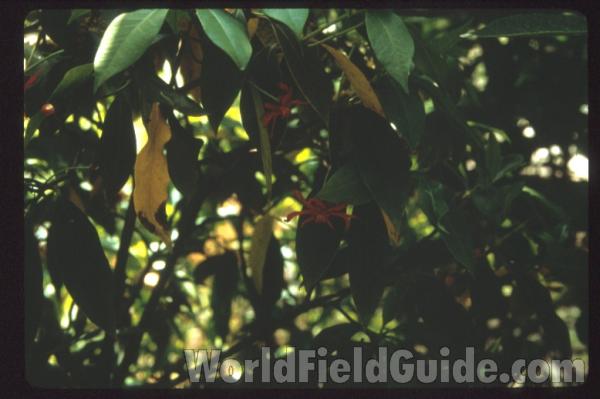 Leaf<br>(Location of Picture: Torreya SP, Forida, March 2014)<br>(Location of Picture: Near Atlanta, Georgia)<br>(Location of Picture: Near Atlanta, Georgia)