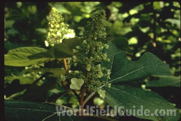 Panicle