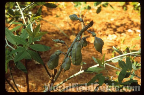Pods
