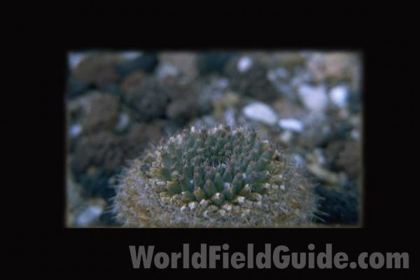 Top Of Plant