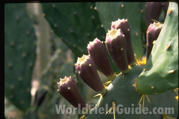 Close View<br>(Location of Picture: Chs, Glencoe, Illinois)