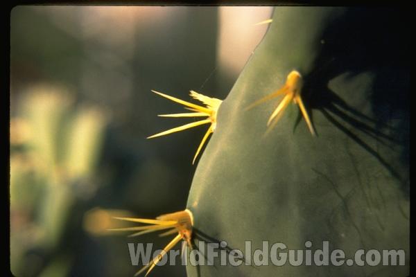 Spines<br>(Location of Picture: Chs, Glencoe, Illinois)