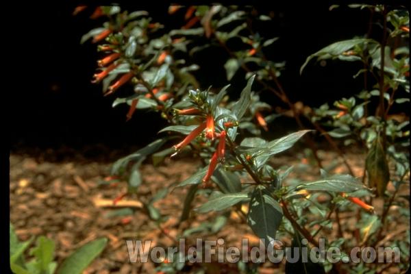 Silhouette<br>(Location of Picture: Atlanta Botanic Garden, Georgia)