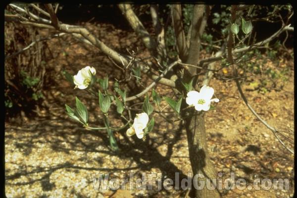 Flowers and Leaves<br>(Location of Picture: Atlanta Botanic Garden, Georgia)