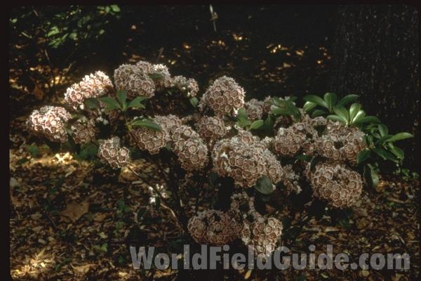 Flower Heads<br>(Location of Picture: Atlanta Botanic Garden, Georgia)