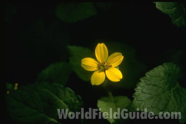 Flower<br>(Location of Picture: Near Atlanta, Georgia)