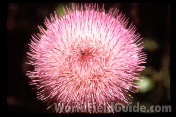 Flower Front - Very Close<br>(Location of Picture: Texas)