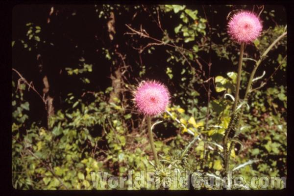 Top of Plant in  Bloom or Habitat<br>(Location of Picture: Texas)