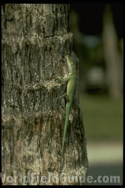 In Habitat On Tree<br>(Location of Picture: Florida, USA)