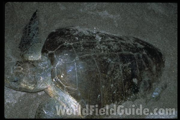Laying Eggs in  Habitat Dorsal View