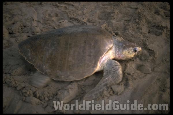 Laying Eggs Side View