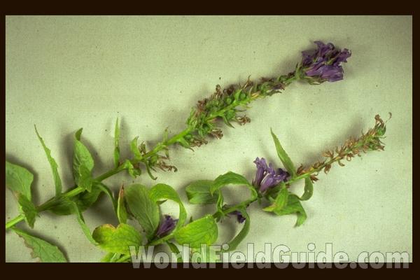 Mounted Top Of Plant<br>(Origin of the Specimen: Round Lake, Ililnois, USA)