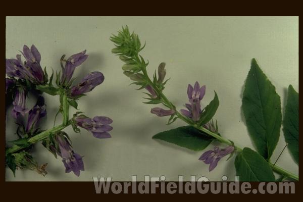 Mounted Top Of Plant<br>(Origin of the Specimen: Round Lake, Ililnois, USA)