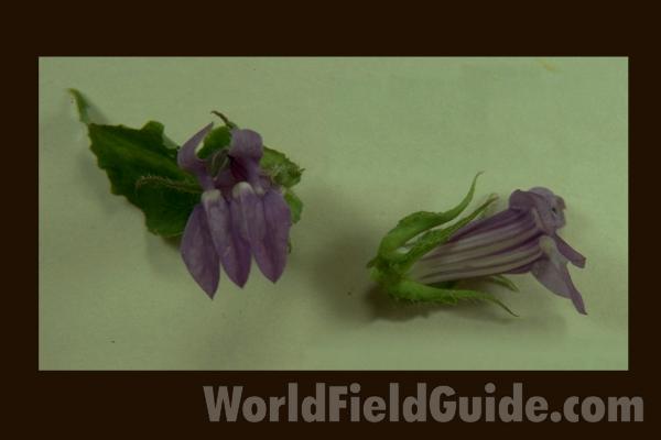Flowers Close View<br>(Origin of the Specimen: Round Lake, Ililnois, USA)