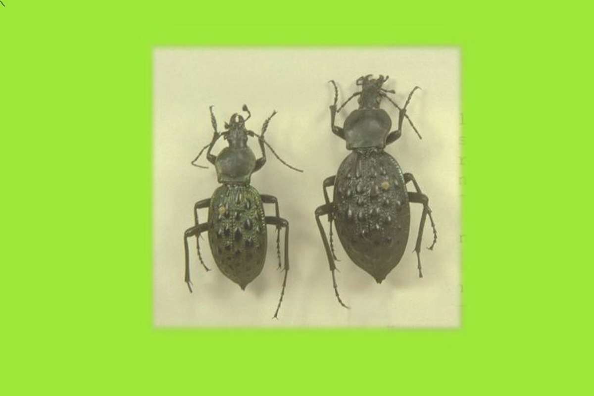 <br>(Origin of the Specimen: Hunan, China)<br>(Origin of the Specimen: Hunan, China)