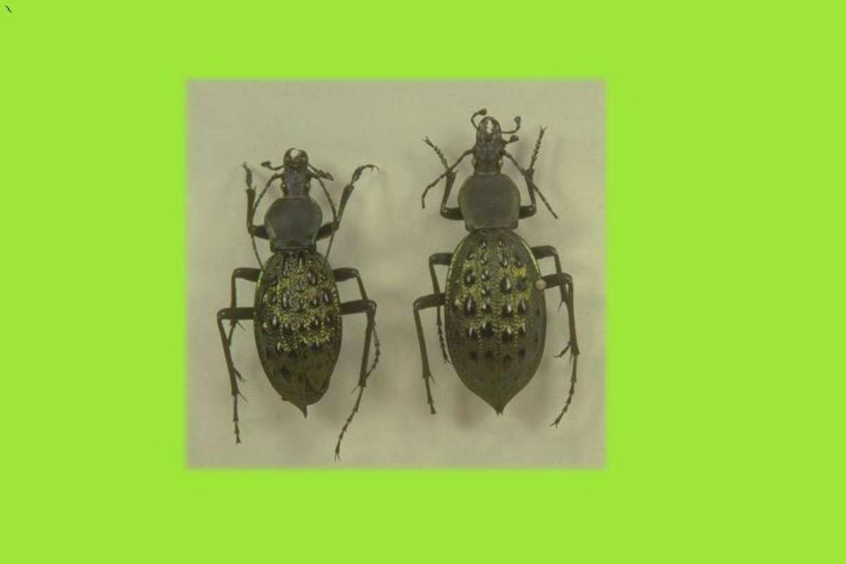 <br>(Origin of the Specimen: Hunan, China)<br>(Origin of the Specimen: Hunan, China)