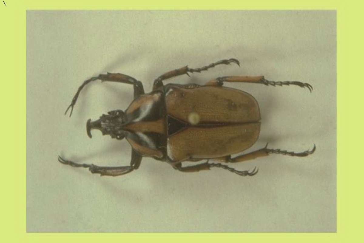 Mounted - Angle View<br>(Origin of the Specimen: Kansu, China)<br>(Origin of the Specimen: China)