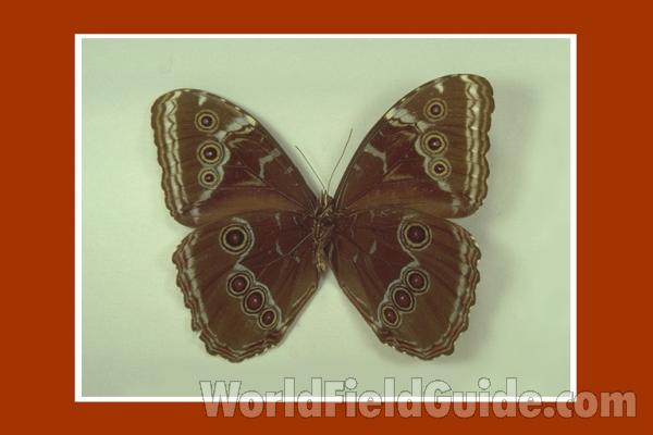 Male - Ventral<br>(Origin of the Specimen: Tachiva, Venezuela)