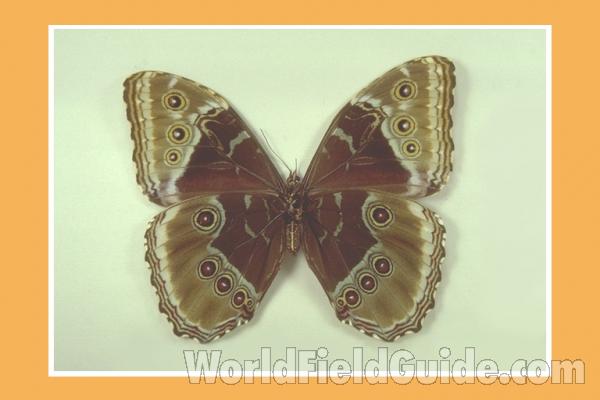 Female - Ventral<br>(Origin of the Specimen: Tachiva, Venezuela)