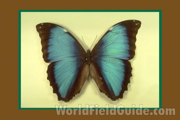 Male - Dorsal<br>(Origin of the Specimen: Ichilo, Bolivia)