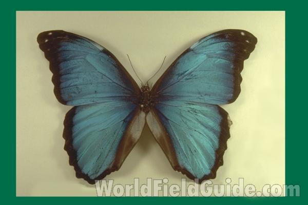 Male - Dorsal<br>(Origin of the Specimen: Bolivia)