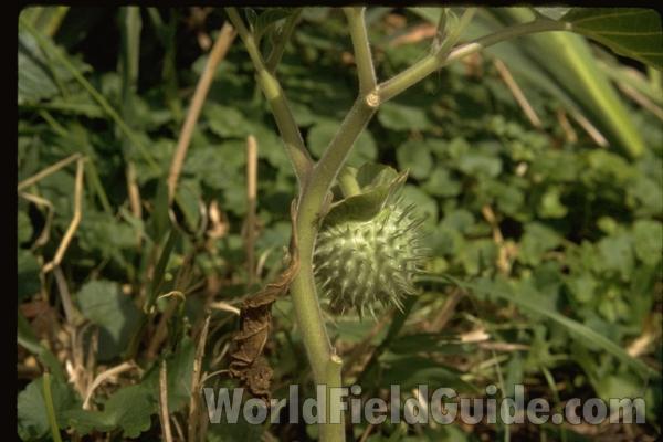 Fruit